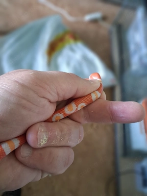 Lampropeltis hondurensis