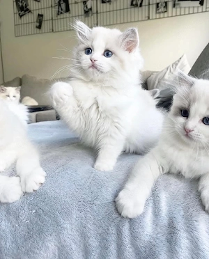 Bezaubernde Ragdoll-Kätzchen ab 25.05.2026 abzugeben
