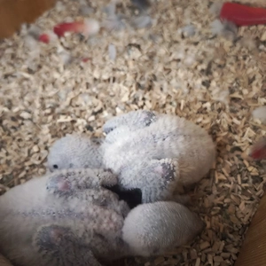 graupapagei baby