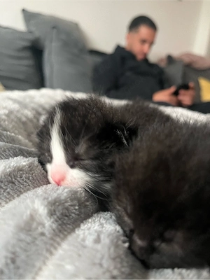 Kitten zu verkaufen