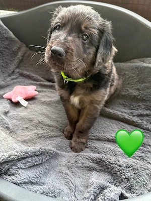 Auszugsbereite Golden Aussie Welpen suchen ihr Zuhause Bild 4