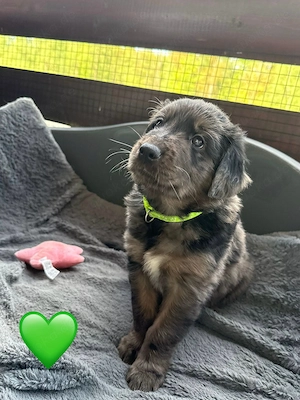 Auszugsbereite Golden Aussie Welpen suchen ihr Zuhause Bild 6