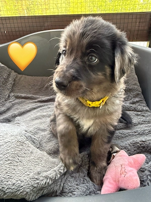 Auszugsbereite Golden Aussie Welpen suchen ihr Zuhause Bild 3