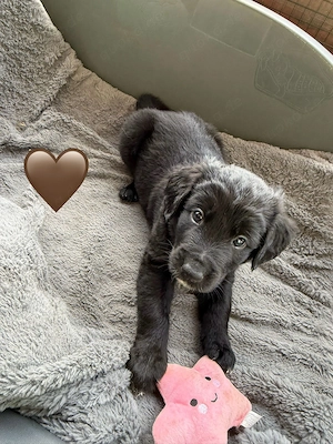 Auszugsbereite Golden Aussie Welpen suchen ihr Zuhause Bild 8