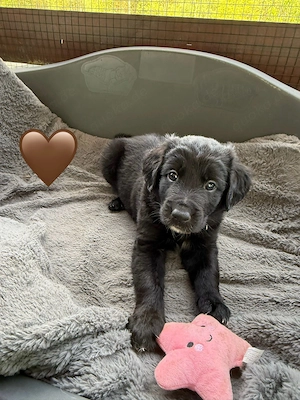 Auszugsbereite Golden Aussie Welpen suchen ihr Zuhause Bild 7