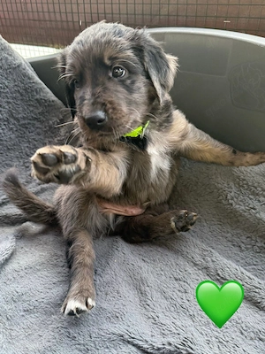 Auszugsbereite Golden Aussie Welpen suchen ihr Zuhause Bild 5