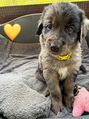 Auszugsbereite Golden Aussie Welpen suchen ihr Zuhause Bild 2