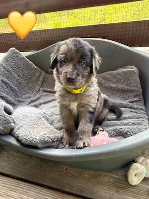Golden Aussie Welpen aus liebevoller Familienaufzucht