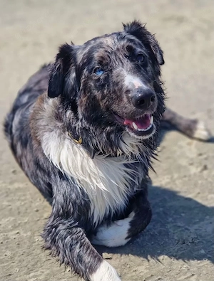 Auszugsbereite Golden Aussie Welpen suchen ihr Zuhause Bild 9