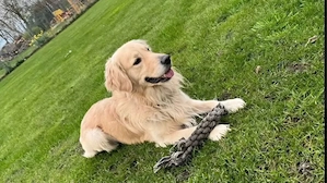 Auszugsbereite Golden Aussie Welpen suchen ihr Zuhause Bild 10