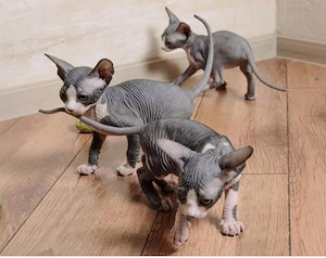 Wunderschöne Sphynx Kitten, 12 Wochen alt 