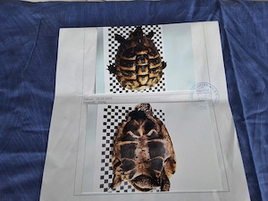 2 männliche Schildkröten  Bild 3