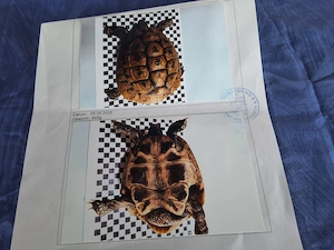 2 männliche Schildkröten  Bild 2