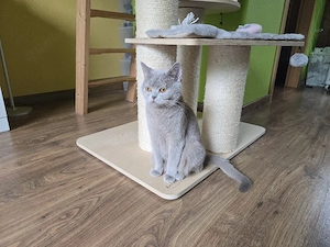 Süße British-Kurzhaar-Kitten suchen ein liebevolles Zuhause Bild 8