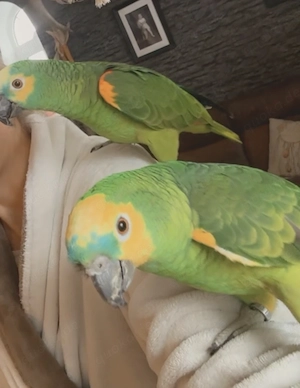 Wunderschönes Blaustirnamazonen Pärchen 