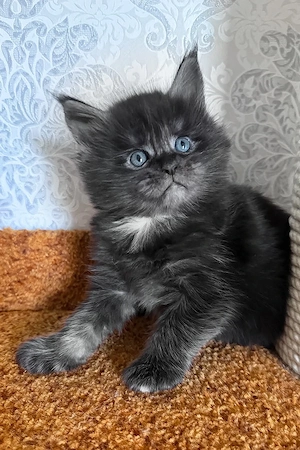 Schönes blauäugiges Kätzchen   5 Monate alt, geimpft und kinderfreundlich Bild 2