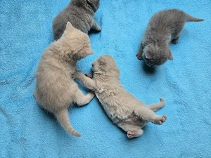 Süße British-Kurzhaar-Kitten suchen ein liebevolles Zuhause Bild 7