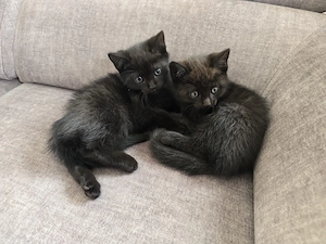 BKH Schoko Kitten