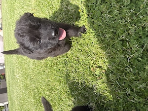 Deutsche Schäferhund 