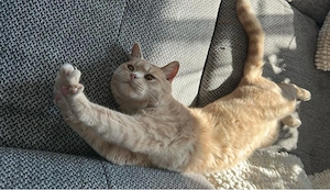 BKH Deckkater
