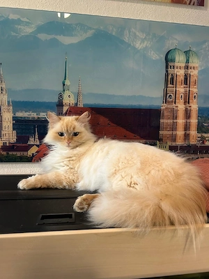 Neva Masquarade Kätzin Cleo sucht neuen Dosenöffner