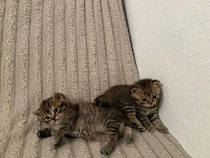 2 tabby BKH 12W alt