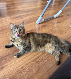 Maine coon sucht kater