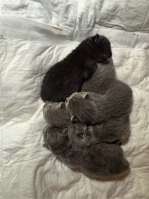 Katzen kitten 