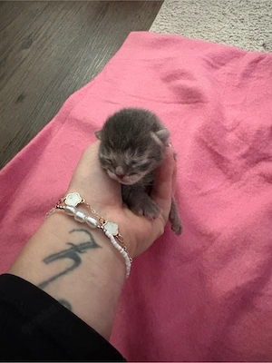 Katzen kitten 
