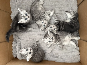 BKH kitten blue silver tabby spotted Britisch Kurzhaar katzen Babykatze