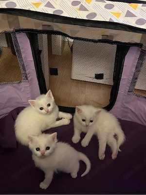 British Kurzhaar BKH Kitten suchen ein liebevolles Zuhause