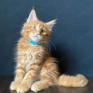 Verspielte Maine-Coon-Kätzchen