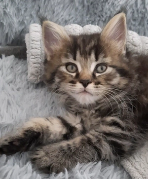 Maine Coon Kitten