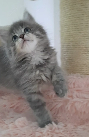 Maine Coon Kitten