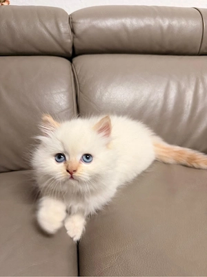 Süße Babykatze   Kitten Mix Rasse  