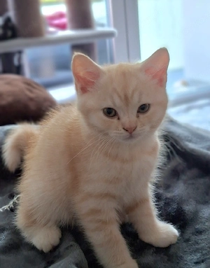 Bkh-Kitten zu verkaufen
