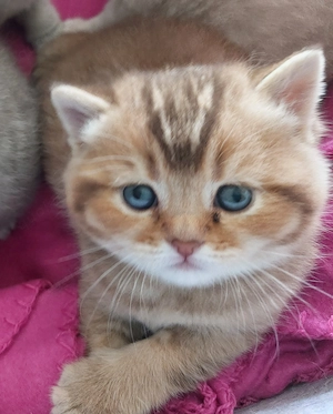 BKH Kitten reinrassig