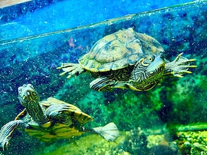 Zwei Schmuckschildkröten abzugeben 