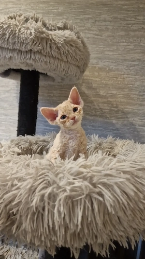 Hübscher Devon Rex Kater kann im Alter von 12 Wochen umziehen 