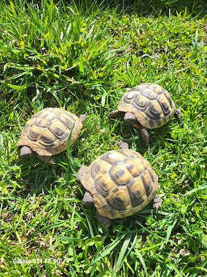 griechische Landschildkröten  NZ 24 und NZ 25 Bild 5