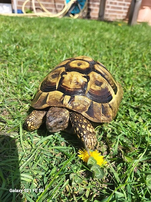 griechische Landschildkröten  NZ 24 und NZ 25 Bild 4