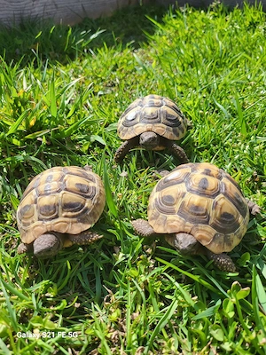 griechische Landschildkröten  NZ 24 und NZ 25