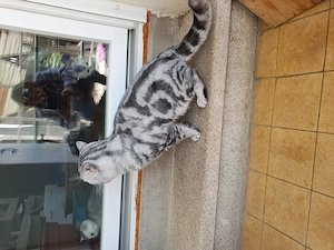 Britische kurzhaar Kater  Bild 4