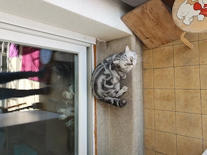 Britische kurzhaar Kater 