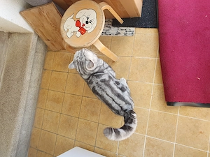 Britische kurzhaar Kater  Bild 2