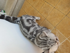 Britische kurzhaar Kater  Bild 3