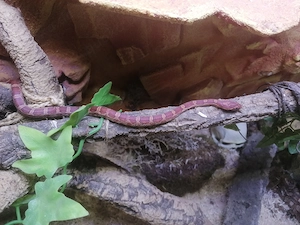 Kornnatter mit Terrarium