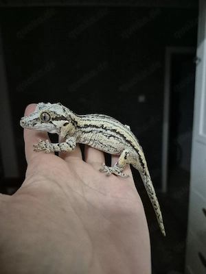 0.1 Rhacodactylus auriculatus black & white Höckerkopfgecko Weibchen  Bild 2