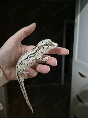 0.1 Rhacodactylus auriculatus black & white Höckerkopfgecko Weibchen 