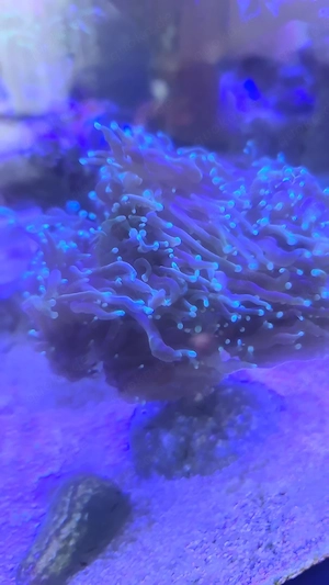 euphyllia 